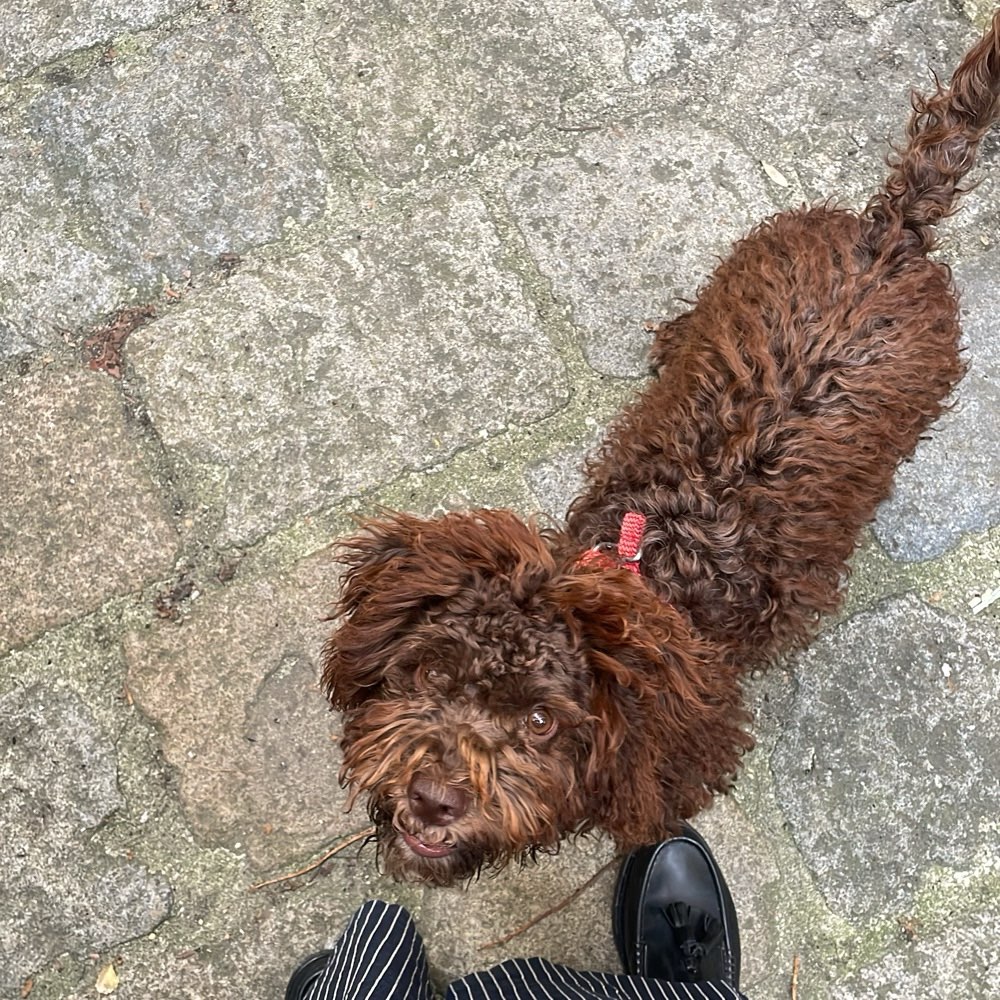 Hundetreffen-schüchterne Pipoca sucht entspannte gassi Friends :)-Profilbild