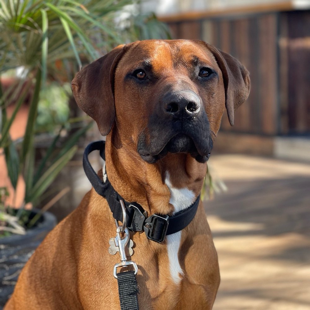 Hundetreffen-Social Walks mit Spielfreude-Profilbild