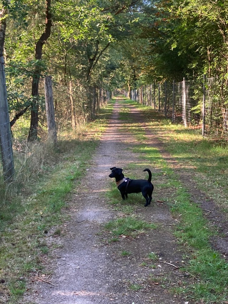 Hundetreffen-Junghund-Profilbild