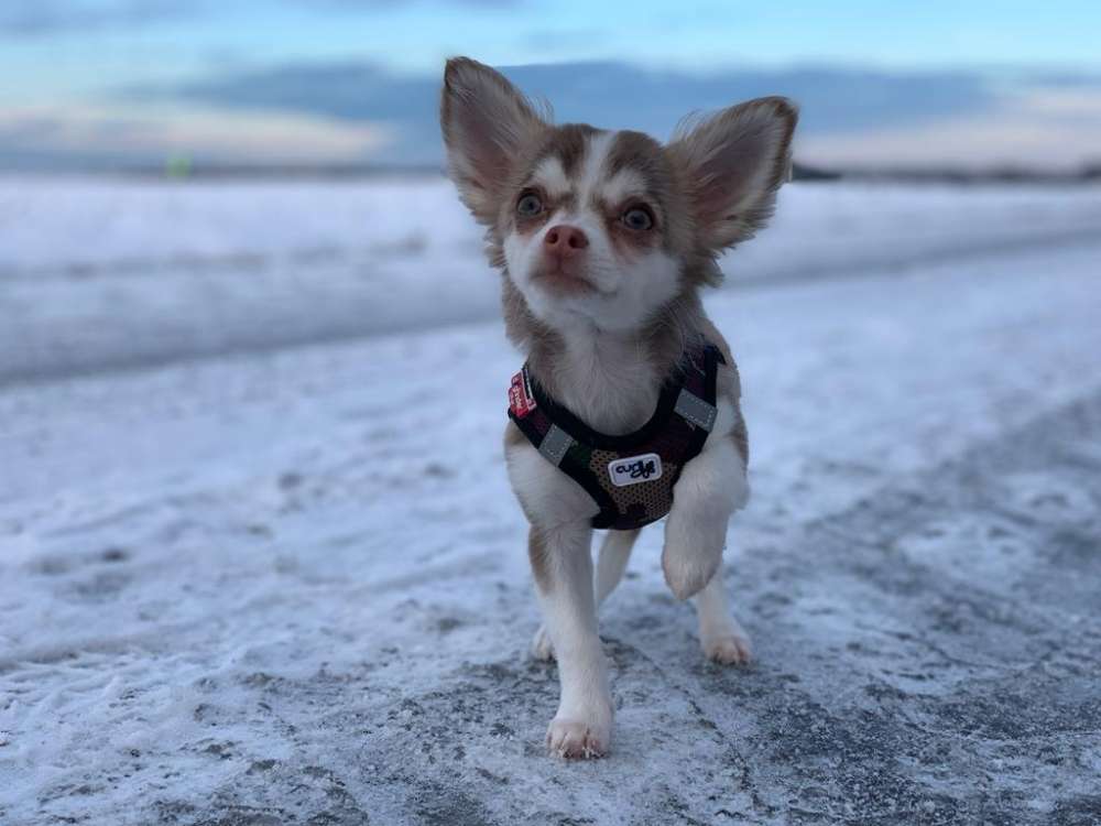 Hundetreffen-Einstein sucht Freunde, gerne auch große Hunde-Profilbild