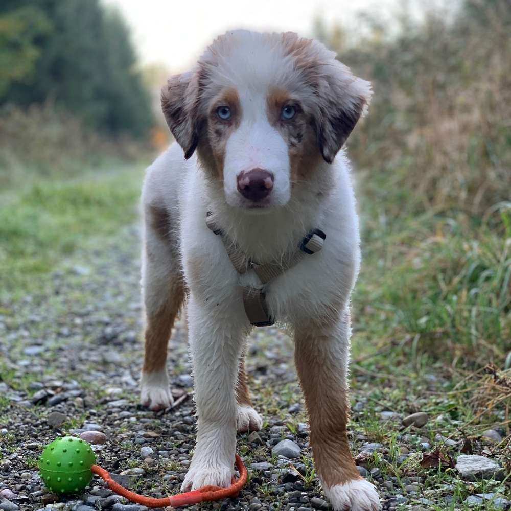 Hundetreffen-Welpen/Hundetreffen-Profilbild