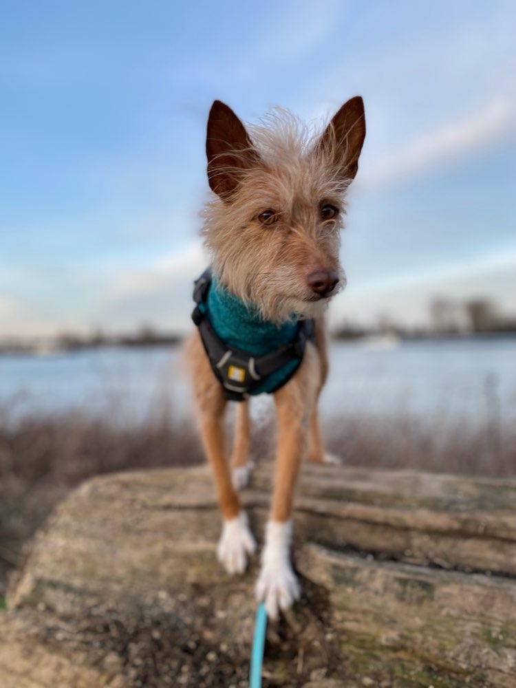 Hundetreffen-Chorbusch-Profilbild
