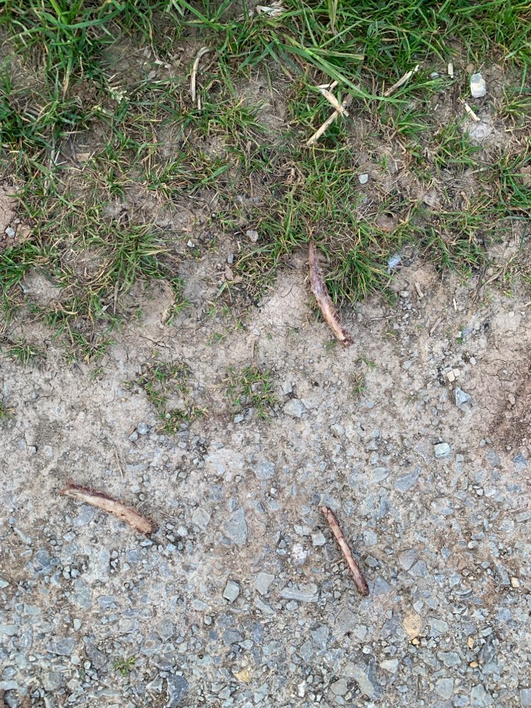 Giftköder-Knochen-Profilbild