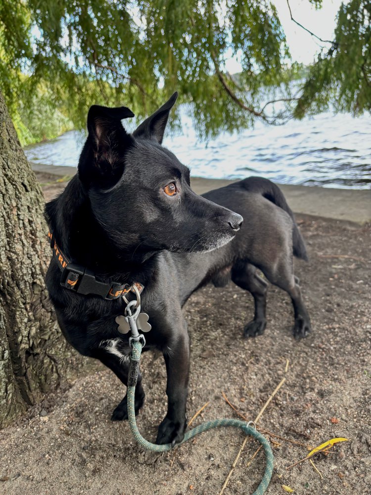 Hundetreffen-Barney sucht Spielfreunde 🥰-Profilbild