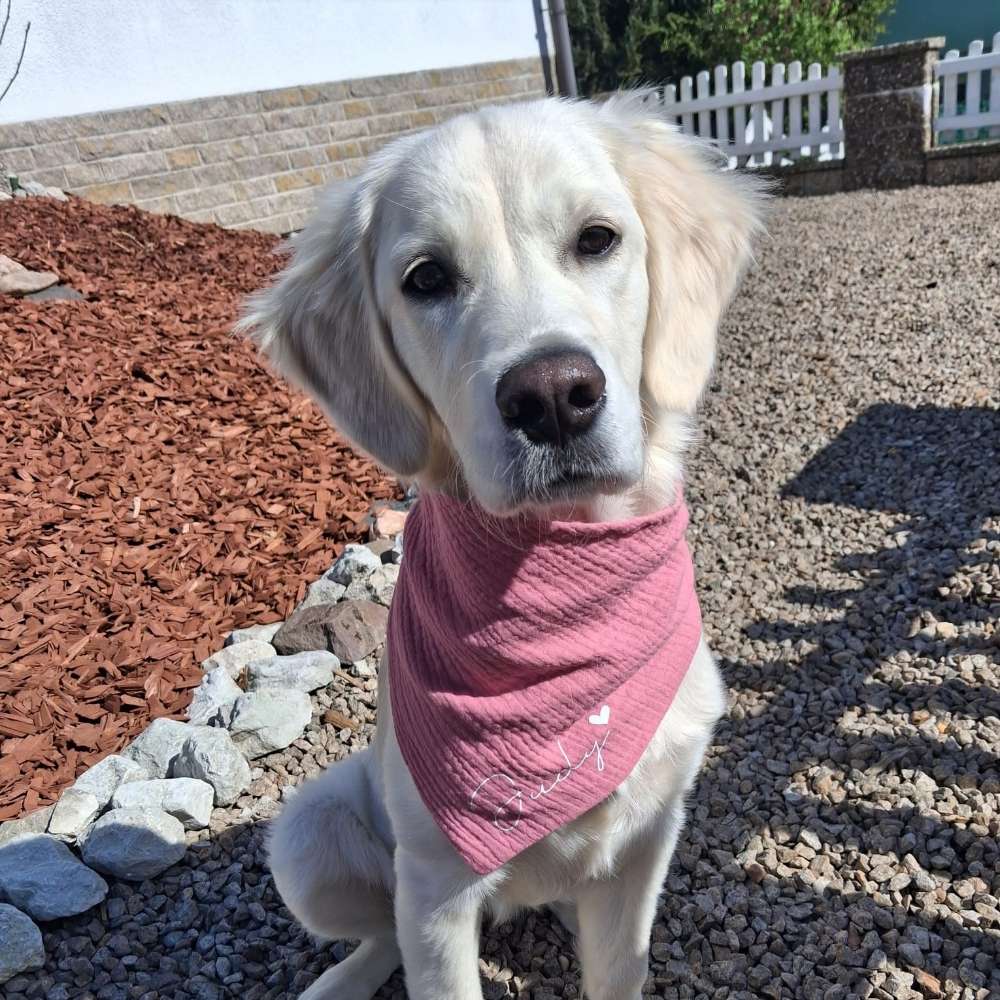 Hundetreffen-Suche Spiel/Gassigefährten-Profilbild