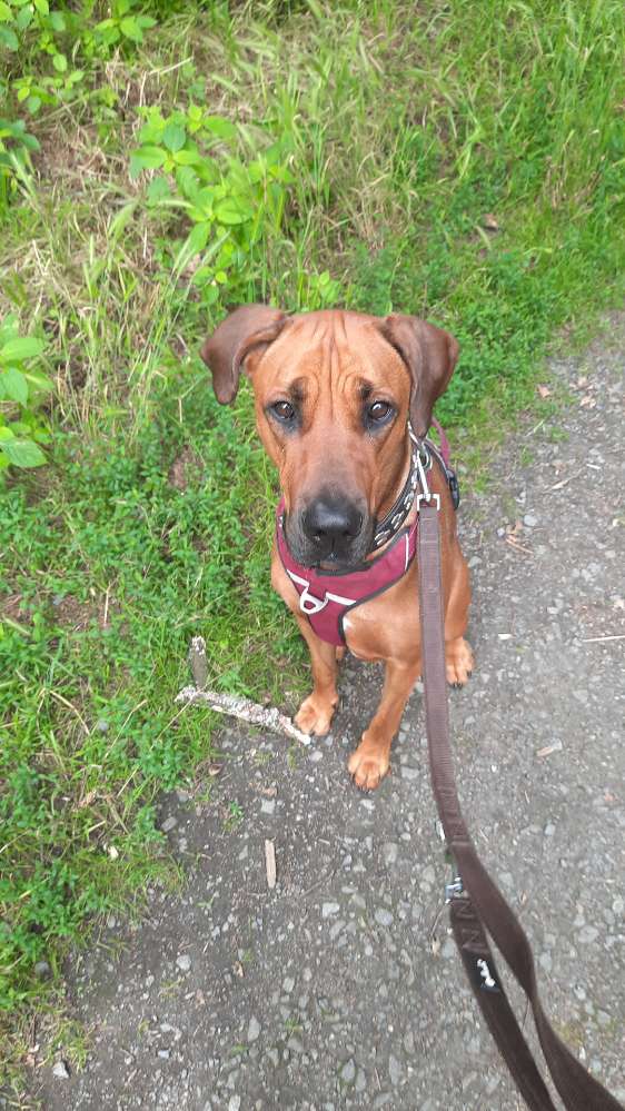 Hundetreffen-Jung Hunde treffen in Goldstein am waldfriedhof-Profilbild