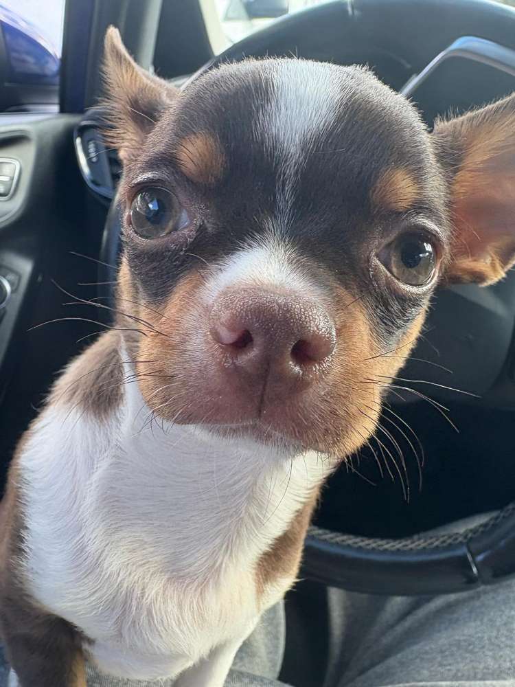 Hundetreffen-Player Time-Profilbild