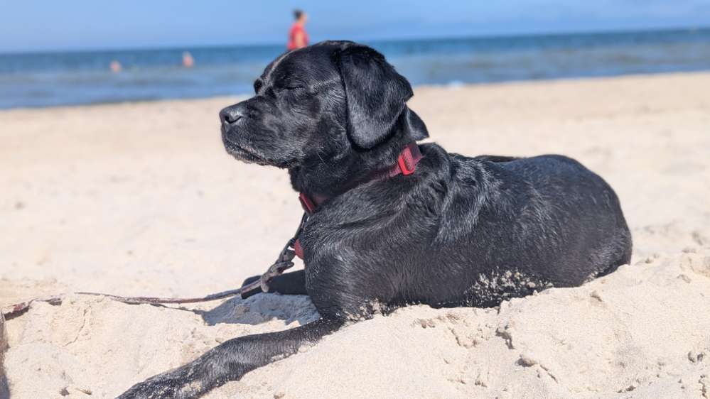 Hundetreffen-Doggo social walk on the weekend-Profilbild