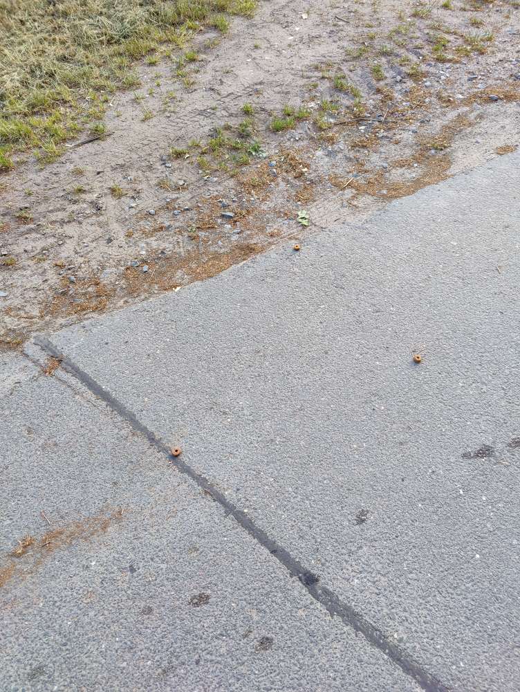 Giftköder-ausgestreute Frolic Stücke-Profilbild