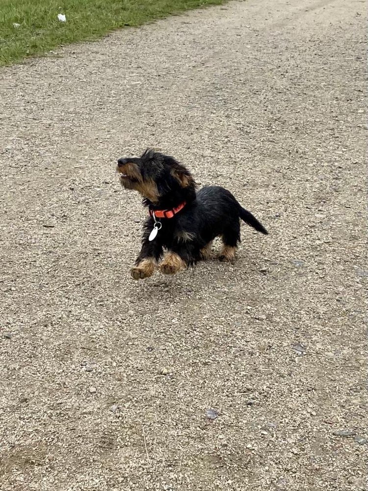 Hundetreffen-Gassi-Profilbild