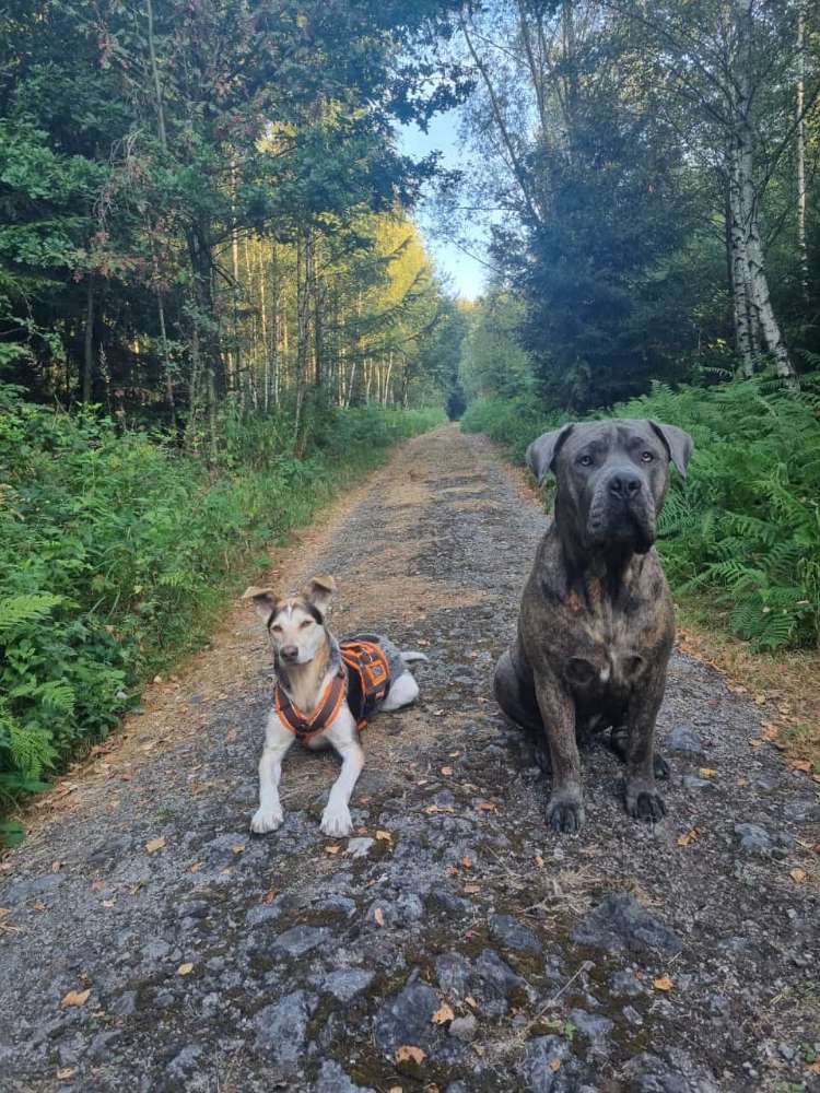 Hundetreffen-Gemeinsame Gassirunden-Profilbild