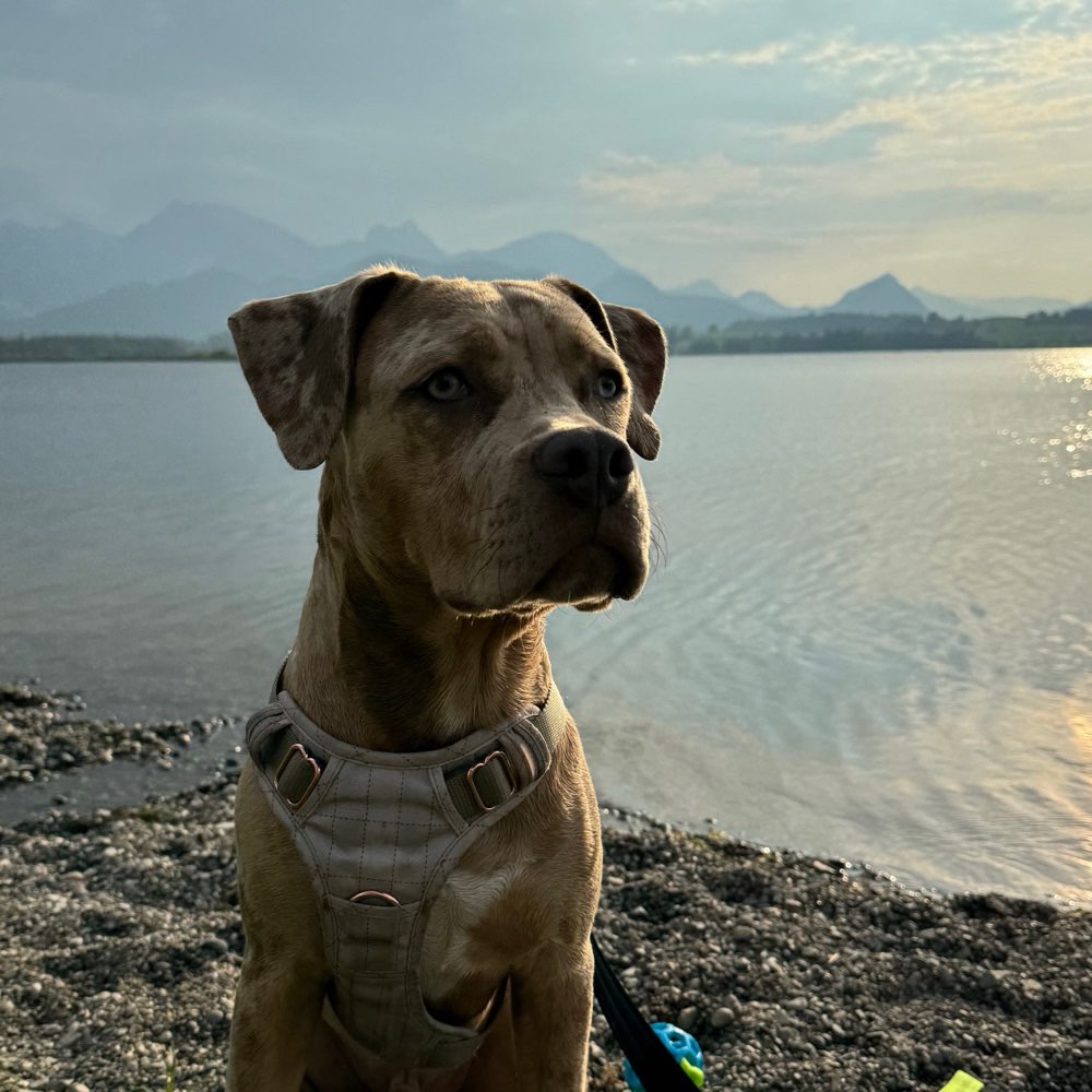 Hundetreffen-Gassi-/Spielrunde-Profilbild