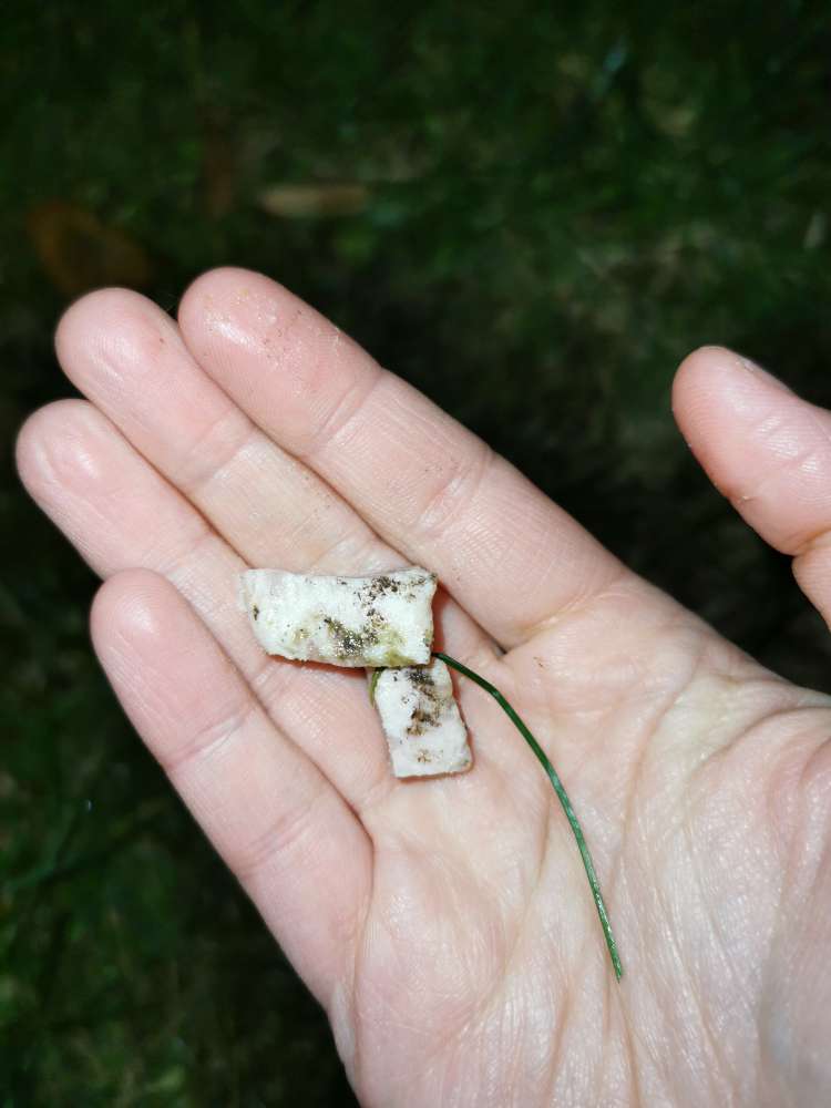 Giftköder-Fleischwurst im Gras-Profilbild