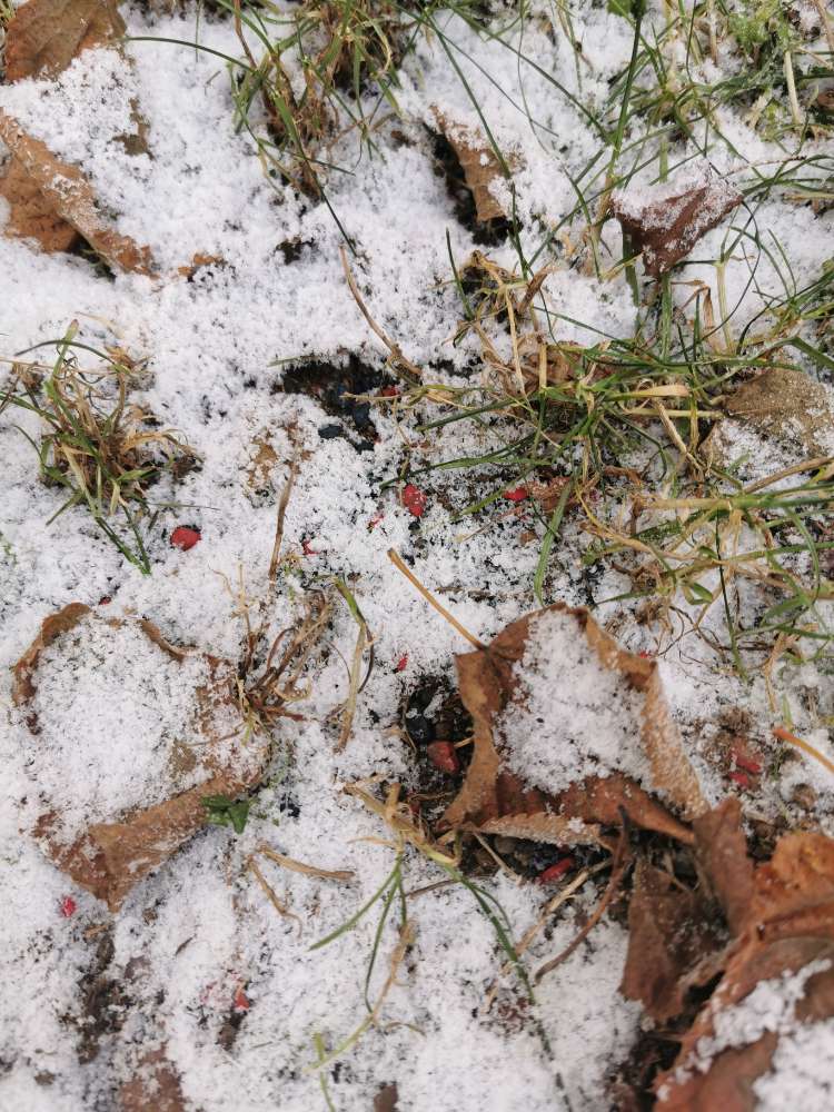 Giftköder-RATTENGIFT-Profilbild