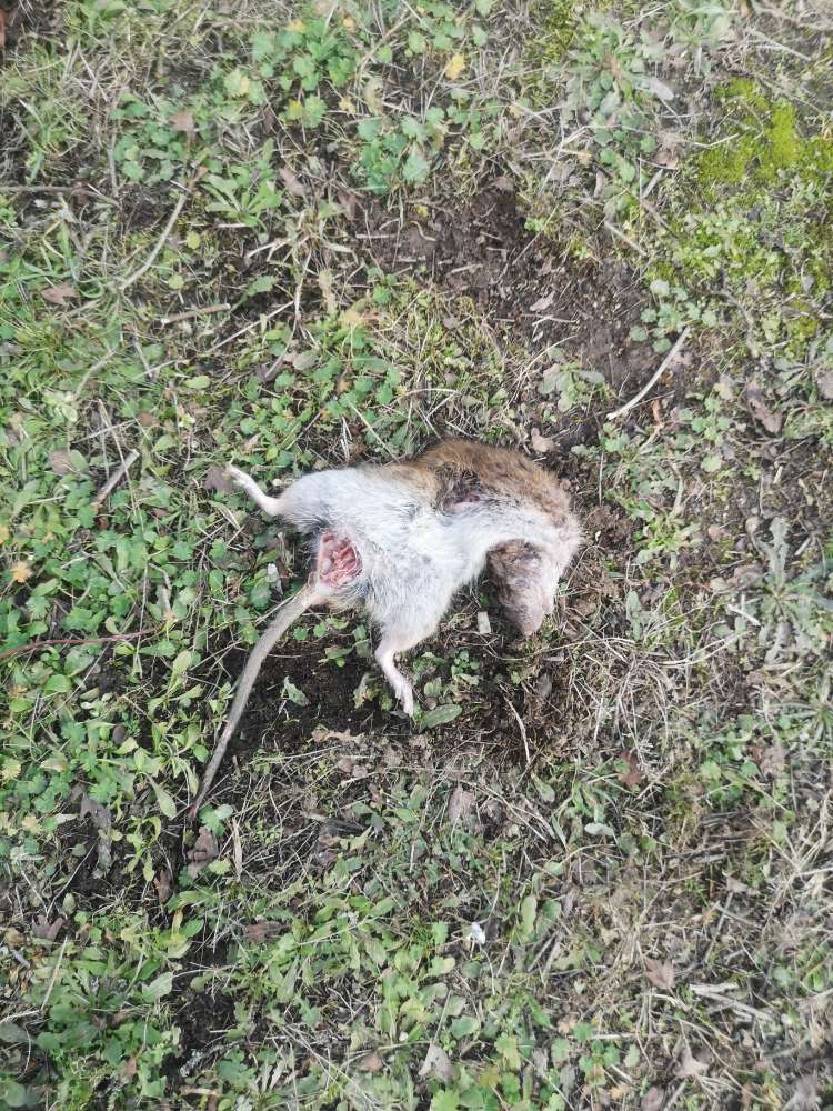 Giftköder-Tierkadaver-Profilbild