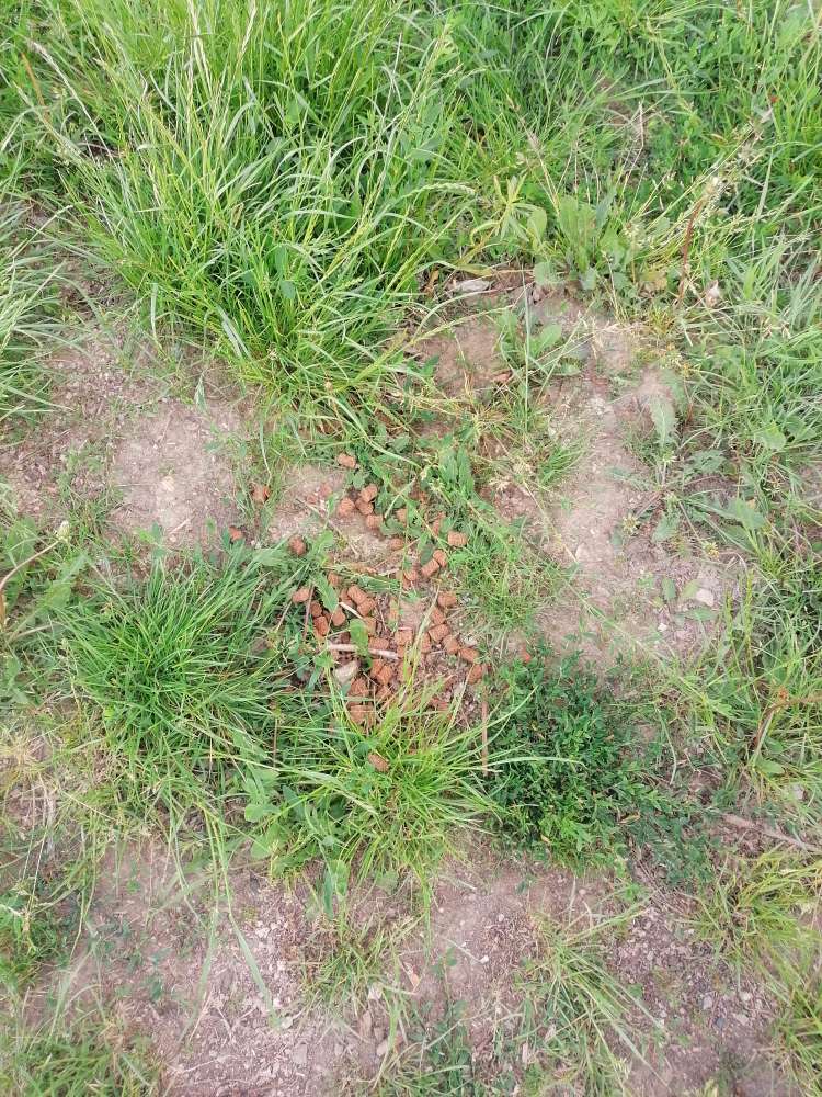 Giftköder-Möglicherweise Giftköder-Profilbild