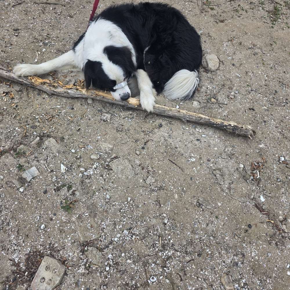 Hundetreffen-Mittelgroße bis Große Spielgefährtinen gesucht-Profilbild