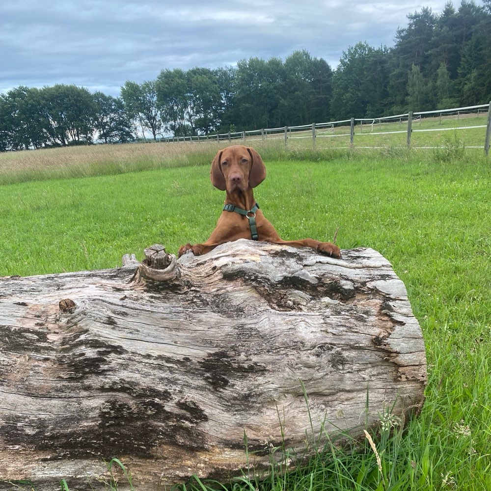 Hundetreffen-Hundetreffen-Profilbild