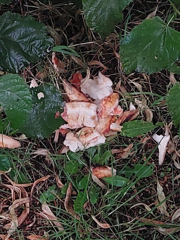 Giftköder-3 Bäume 3 Gefahren-Profilbild