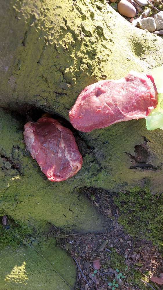 Giftköder-Fleisch an den Bäumen-Profilbild