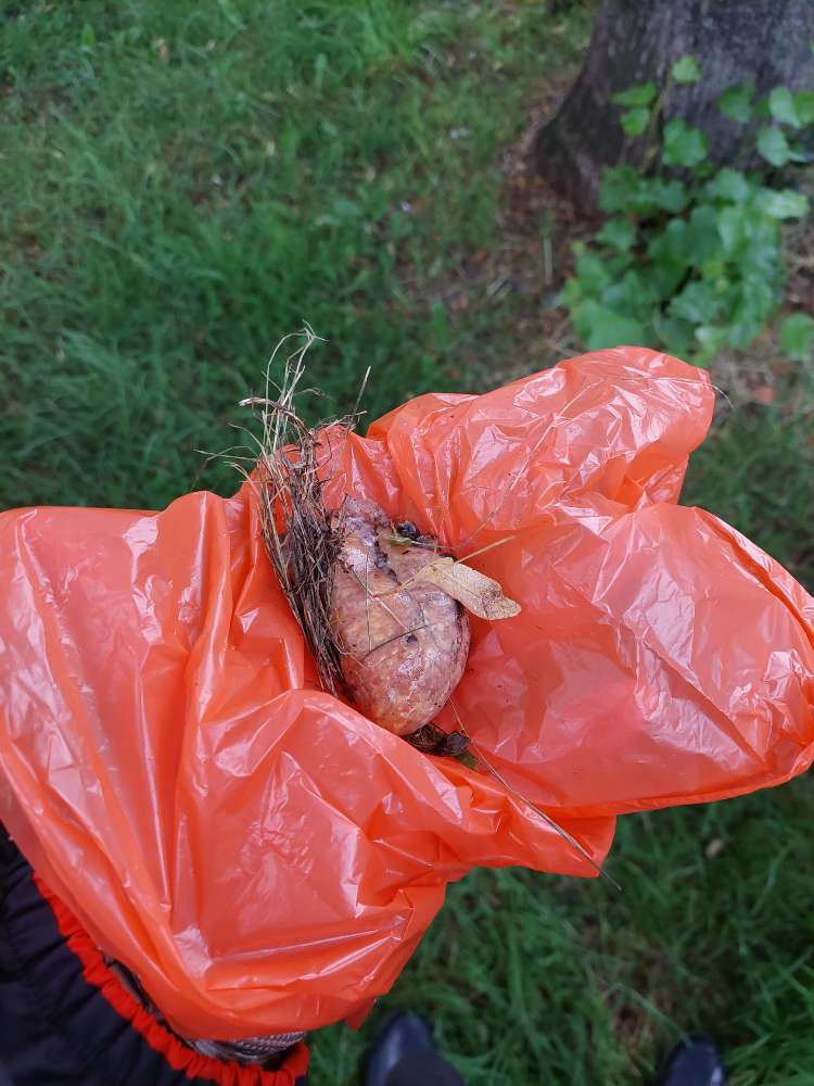 Giftköder-Wurst stücke-Profilbild