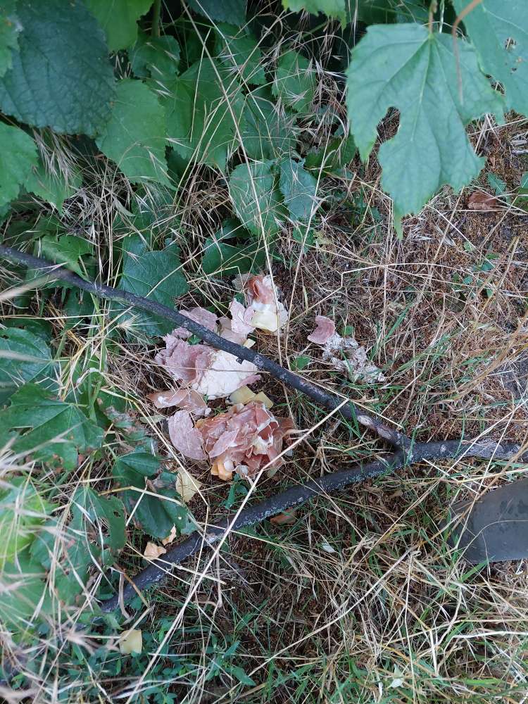 Giftköder-Versteckte Essenreste-Profilbild