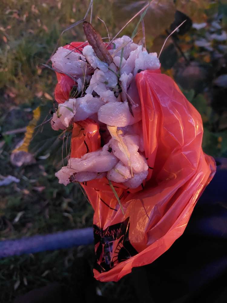 Giftköder-Fleisch am Baum verteilt-Profilbild