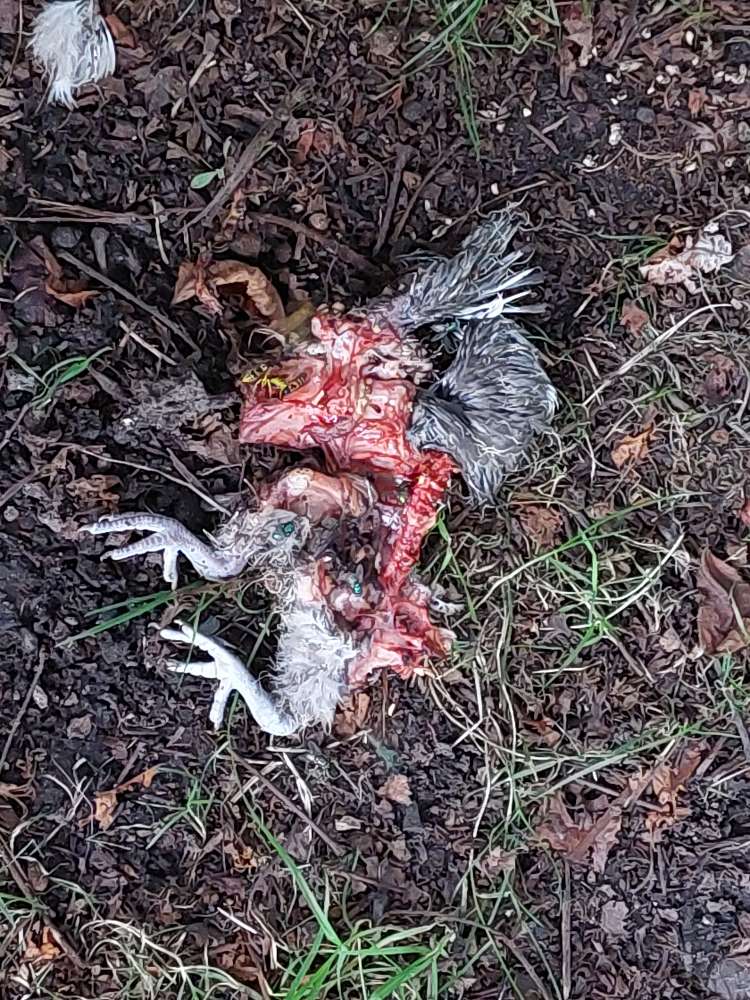 Giftköder-Vogelkadaver-Profilbild