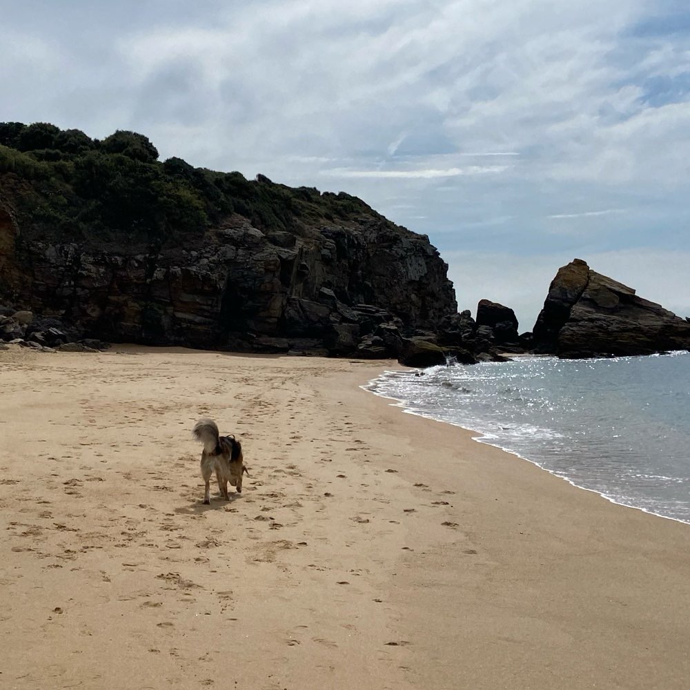 Hundetreffen-Gassi Partner gesucht-Profilbild