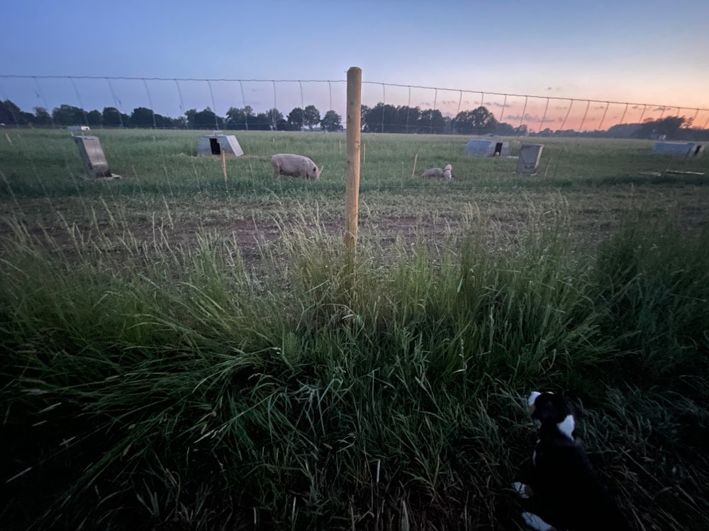 Hundetreffen-Welpen- und Junghundetreffen-Profilbild