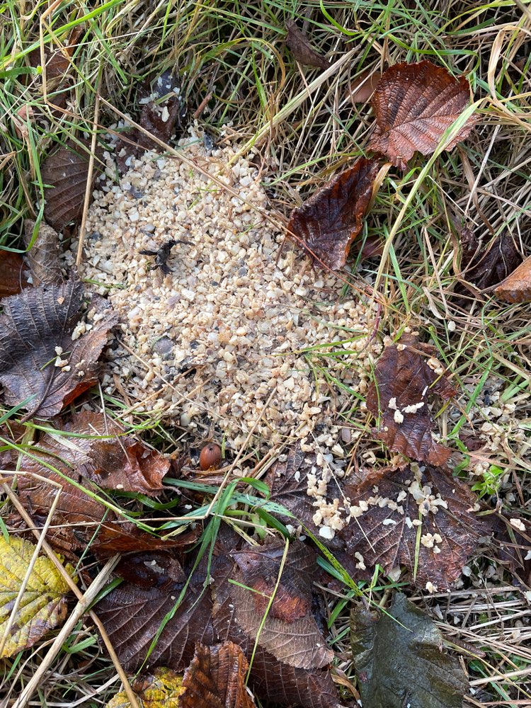 Giftköder-Nüsse rechts vom Weg-Profilbild