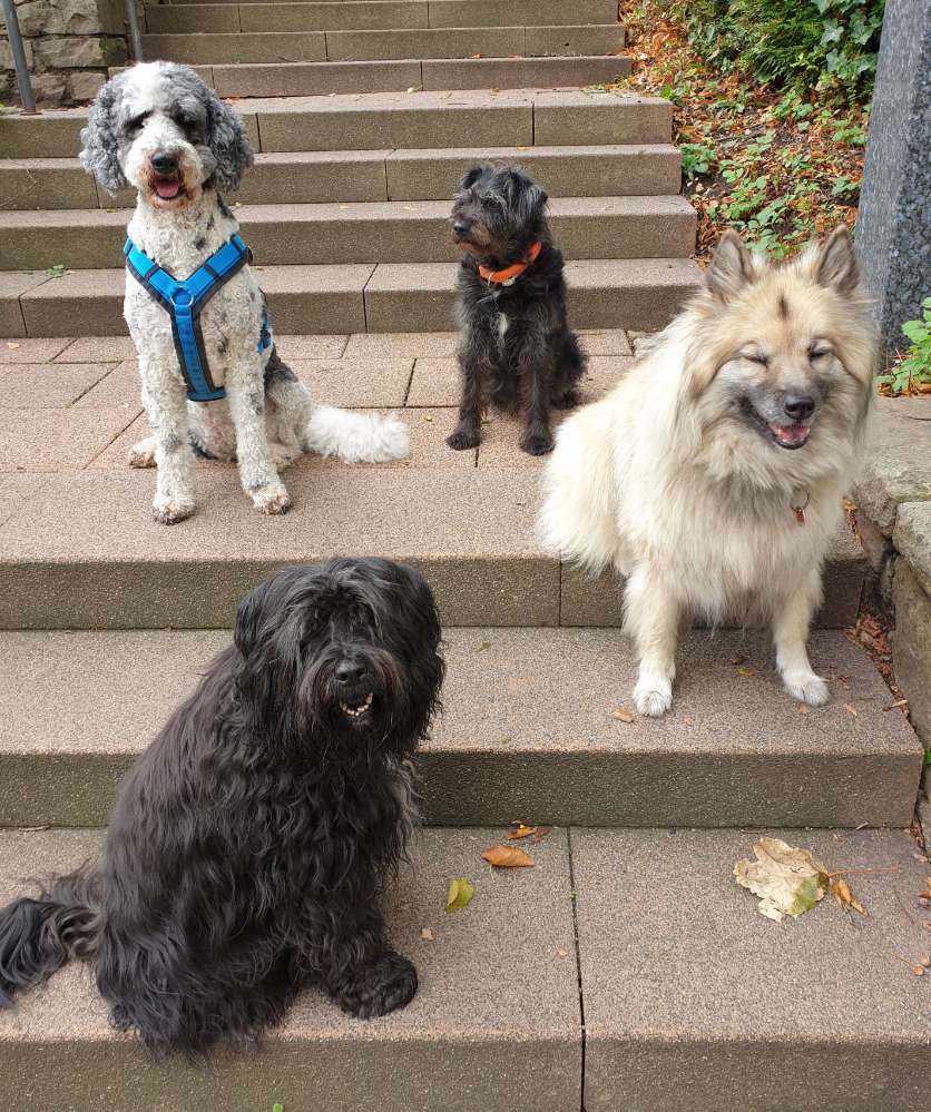 Hundetreffen-Hundewiese Hattingen-Profilbild