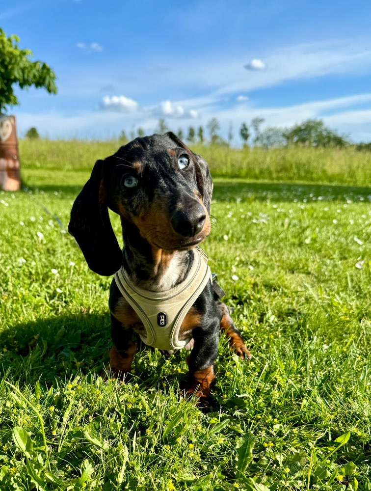 Hundetreffen-Spiel-/Trainingtreffen-Profilbild