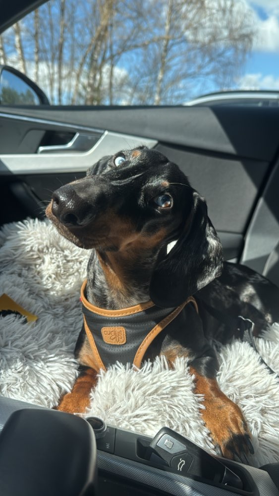 Hundetreffen-Gassirunden kleine Hunde-Profilbild