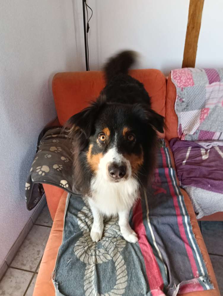 Hundetreffen-Spazieren und kleine wanderungen-Profilbild