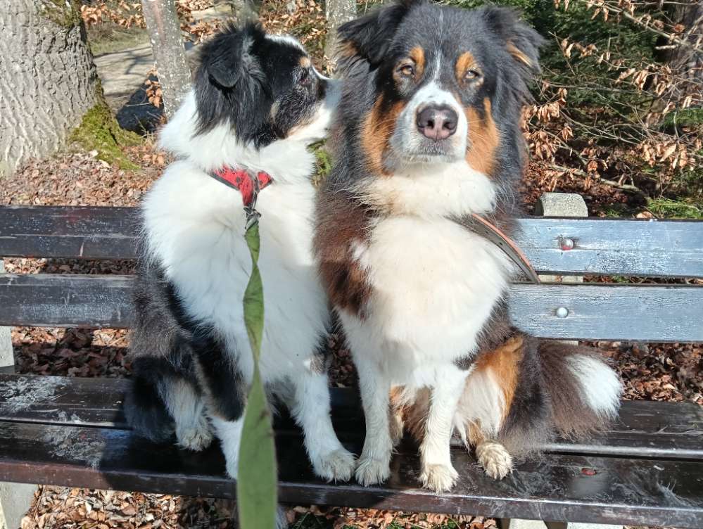 Hundetreffen-Mit Leuten mit Hund spazieren wandern gehen.wer hätte Lust?-Profilbild