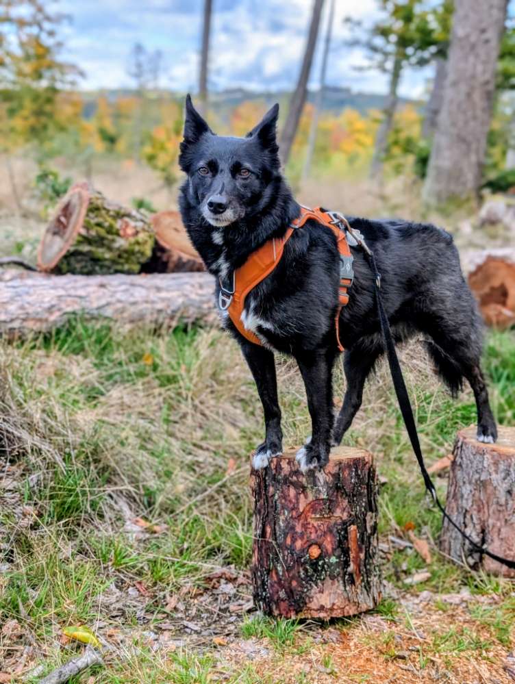 Hundetreffen-Spaziergänge rund um Sonneberg-Profilbild