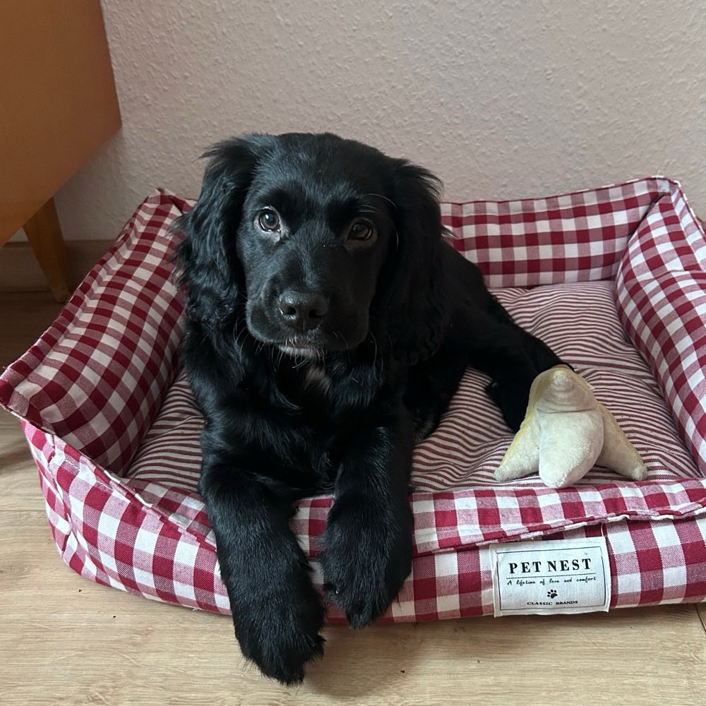 Hundetreffen-Welpentreffen Anger Crottendorf-Profilbild