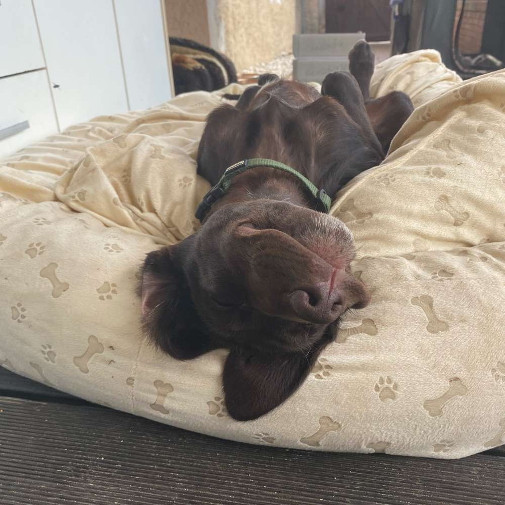 Hundetreffen-Spielrunde-Profilbild