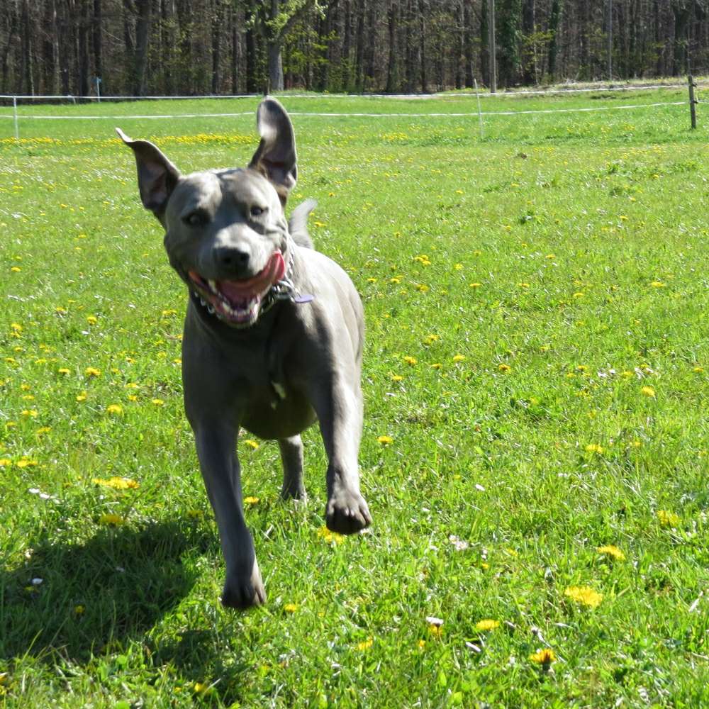Hundetreffen-Tyson sucht Hundefreunde zum spielen-Profilbild