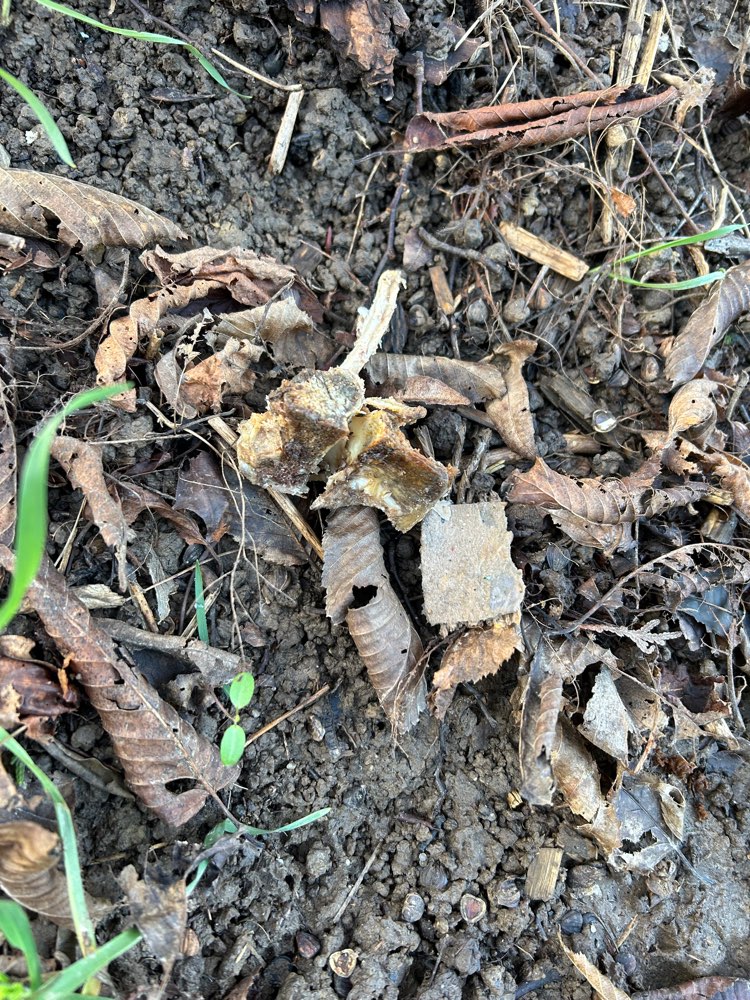 Giftköder-Knochen-Profilbild