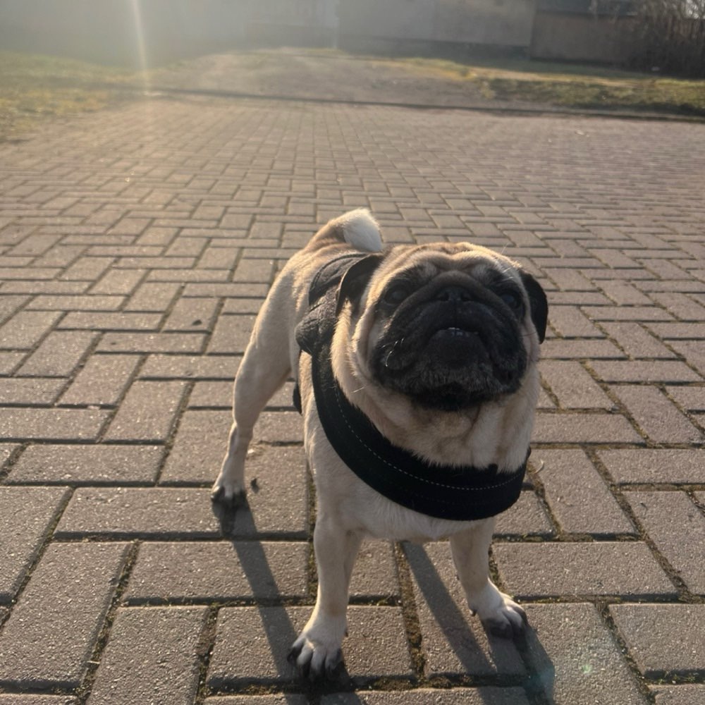 Hundetreffen-Gassi-Runde und spielen-Profilbild