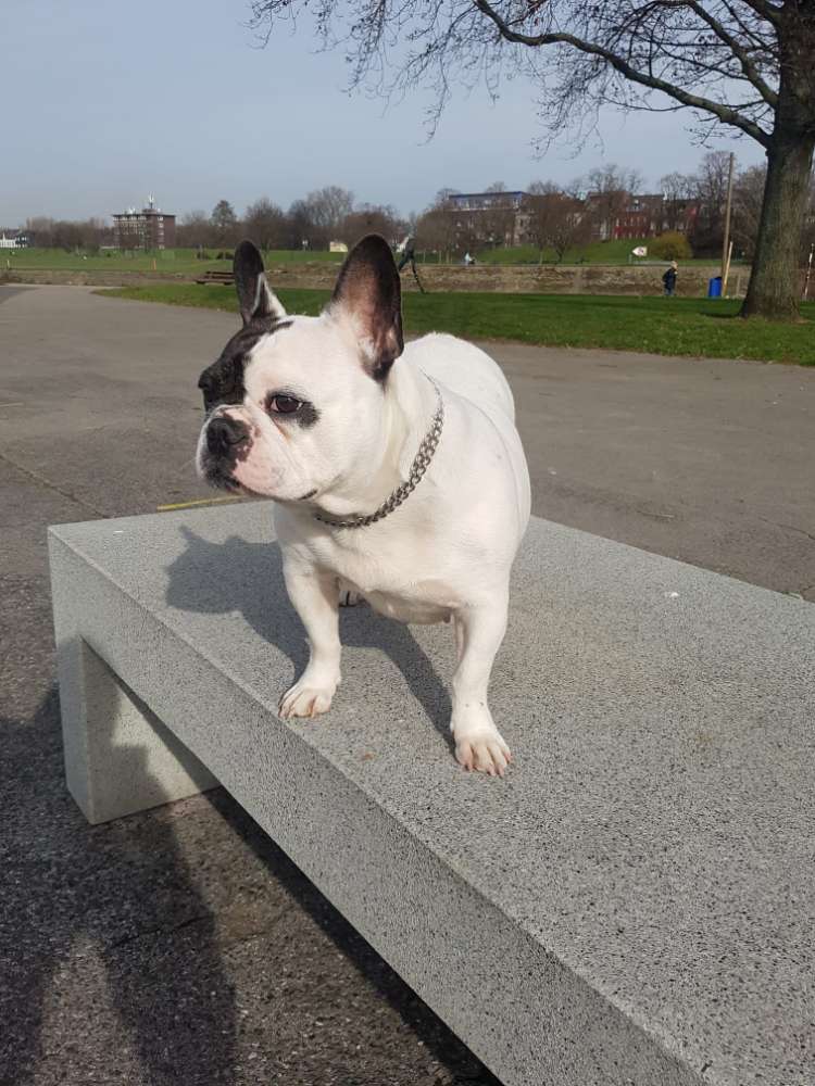 Hundetreffen-Französische Bulldoggen-Profilbild