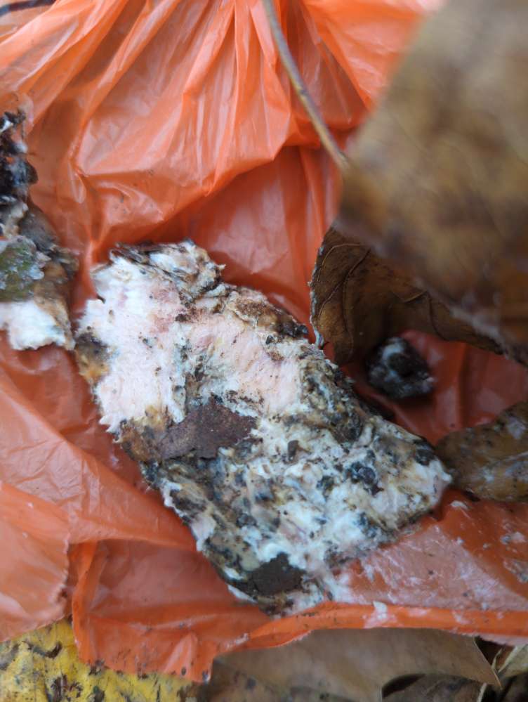 Giftköder-Event.Giftköder,in Buchforst-Profilbild