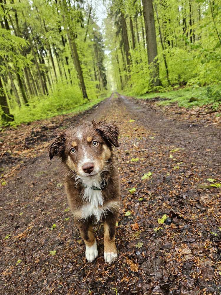 Hundetreffen-Hundetreffen-Profilbild