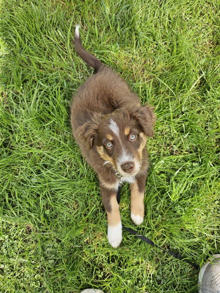 Hundetreffen-Hundetreff-Profilbild