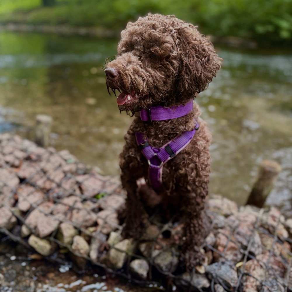 Hundetreffen-Hunderunde - klein bis mittelgroß - Raum Moers-Profilbild