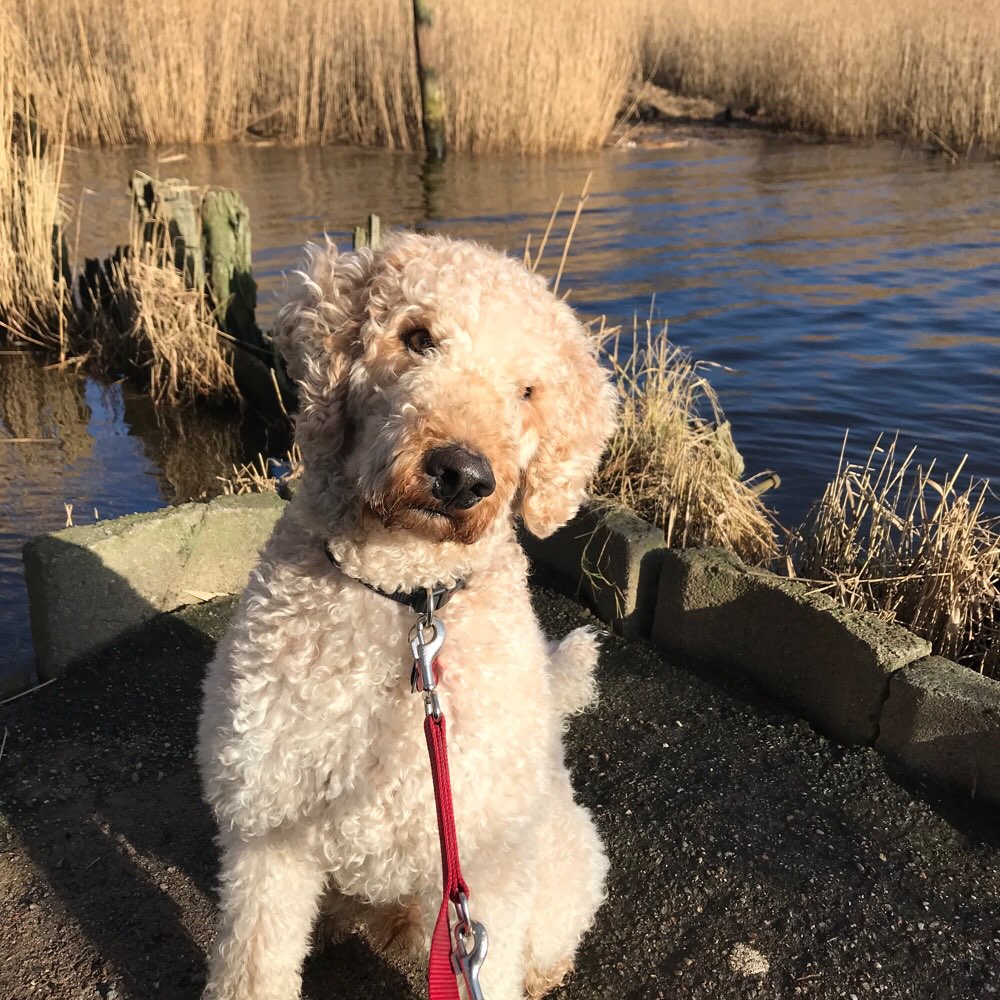 Hundetreffen-Gemeinsamer Spaziergang/Social Walk-Profilbild