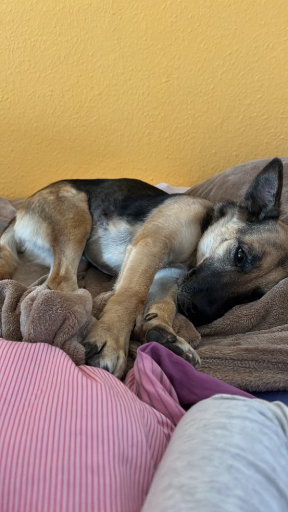 Hundetreffen-Spieletreff-Profilbild