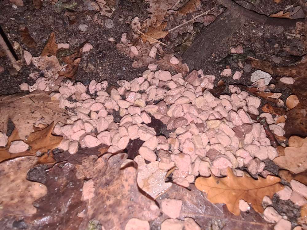 Giftköder-Nassfutter-Profilbild